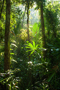 美丽的日出照耀在泥炭沼泽森林梦幻般的光线阴影形状的树叶和常绿的树木上泰国那拉提瓦诗琳通泥炭沼泽森林自然研究中心的自图片