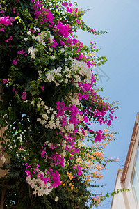 布干维尔是花朵旁有鲜花般的春叶的刺状装饰葡萄藤灌木和树木的精华之源图片