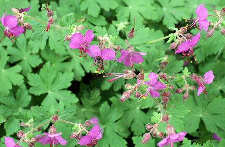开花的天竺葵和蜜蜂的紫色花朵图片