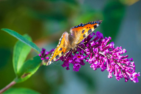 小龟甲Aglaisurticae蝴蝶翅膀打开详细的顶部视图特写授粉紫花图片