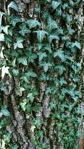 绿色阳光明媚的爬树植物叶子图片