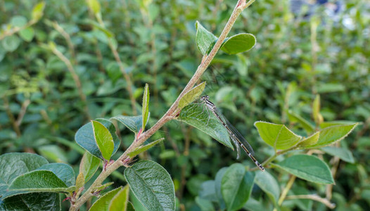 新鲜植物叶上的小绿在莫斯图片