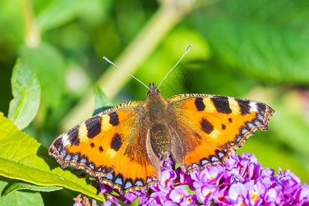 小龟甲Aglaisurticae蝴蝶翅膀打开详细的顶部视图特写授粉紫花图片