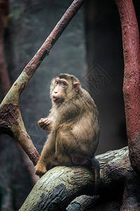 自然中的猕猴猪肖像图片