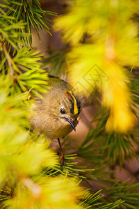 可爱的小鸟Goldcrest在树上自然背景鸟图片