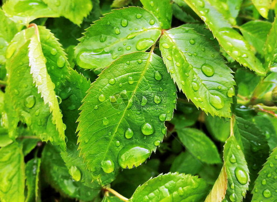 玫瑰丛叶子上的雨滴雷雨过后立即拍摄的特写照片微距拍摄漂亮自图片