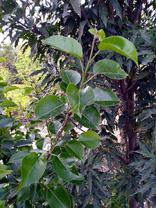 印度哈米尔普喜马萨尔邦绿色LeafKango图片