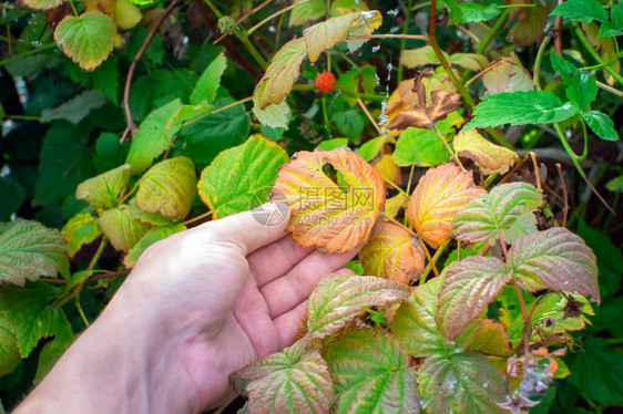 RBVD病害引起的覆盆子叶秋季植物病害图片