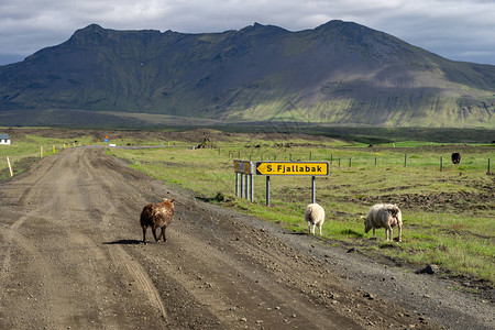 冰岛碎石路上的绵羊图片