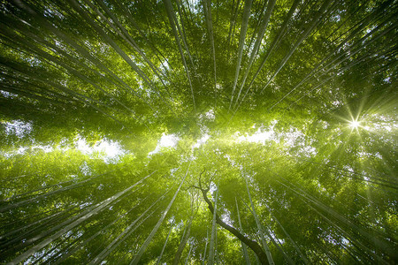 竹林之光和太阳照亮阳光展图片