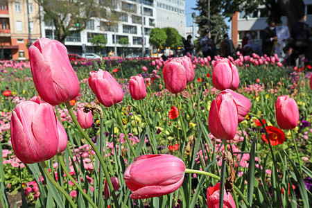 城市公园春天的粉红色郁金香图片