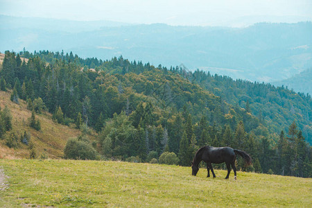 黑马吃草在山野副本空间图片