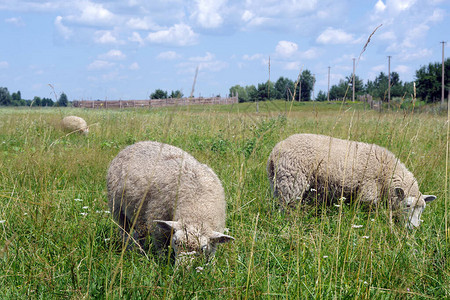 牧羊在草原上放牧羊图片