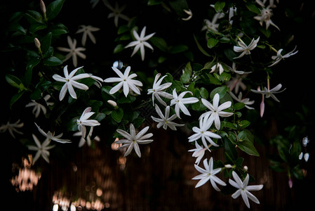 八瓣茉莉花图片