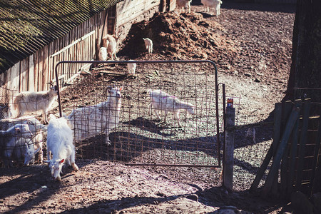 农村的山羊和绵羊群吃草图片