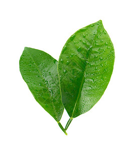 柠檬叶背景图片