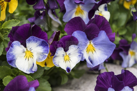三色堇花朵鲜艳的白色和紫色春天的颜色花脸的宏观图像花园里图片