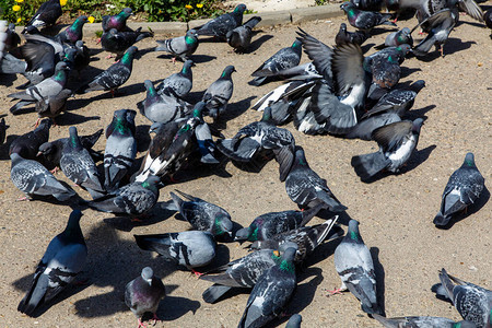 一群鸽子在公园的小路上图片