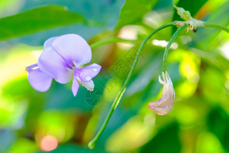 美丽的亚龙豆花在热带图片