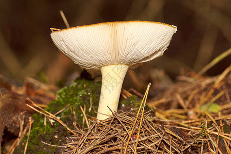 有毒的蘑菇拖土图片