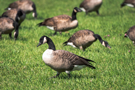 一群移徙的野生加拿大鹅在公园一片绿草地上觅食在这图片