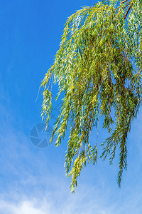公园的柳枝树在蓝晴的天图片