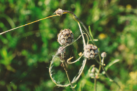 带芽的花茎在绿色散景背上覆盖着圆形蜘蛛网图片