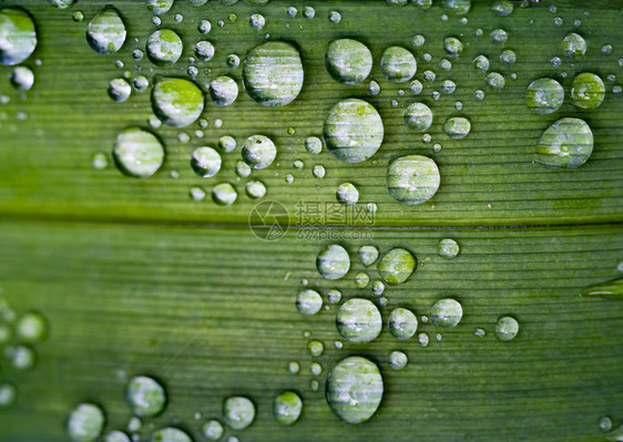 在清绿叶上滴下雨水展示了的细胞节之后图片