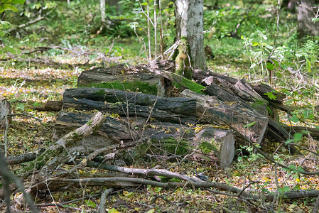 收获的一堆木柴在森林里图片