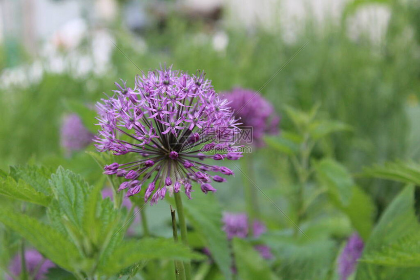 以球的形式美丽的紫色葱花圆形紫色花的照片装饰洋葱是一种高大的植物它生长在绿色的草地和花园中许高清图片下载 正版图片 摄图网 以球的形式美丽的紫色葱花圆形紫色花的照片装饰洋葱是一种高大的植物它生长在绿色的草地和花园中许高清图片下载 正版图片 摄图网