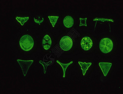 KieselalgenausdemMeerunterMikrosko图片