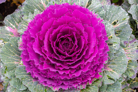 紫色观赏白菜Brassicaoleracea特写镜头图片