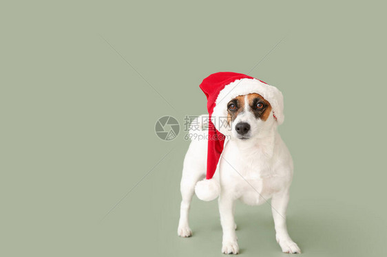 可爱的杰克罗素泰瑞在圣诞老人帽图片