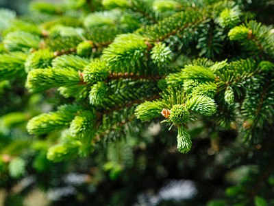 圣诞树枝从绿色冷杉树枝的背景蓬背景图片