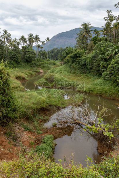 印度Kerala内靠近Kochi市的森林地带的图片