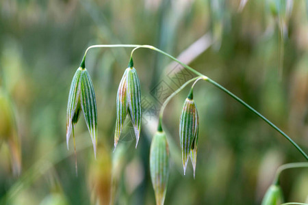 绿色的OatSpik图片