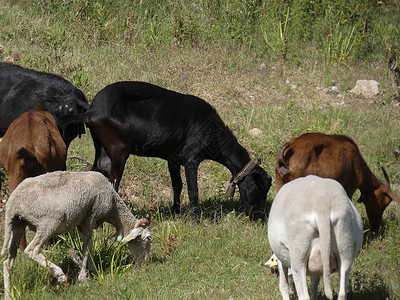在田里放牧的山羊和绵羊在牧羊人图片