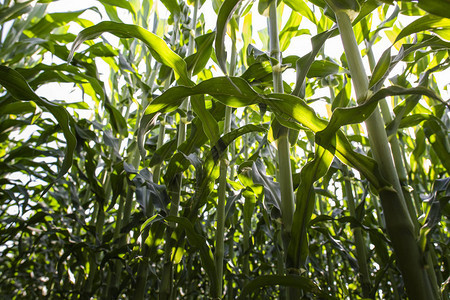 新鲜的绿色玉米植物领域图片
