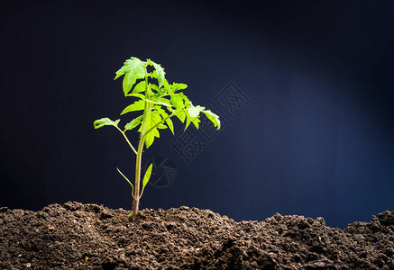 刚种植的番茄幼苗特写图片