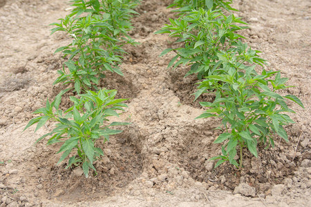 种植在土壤上的奇利树青辣椒植物图片