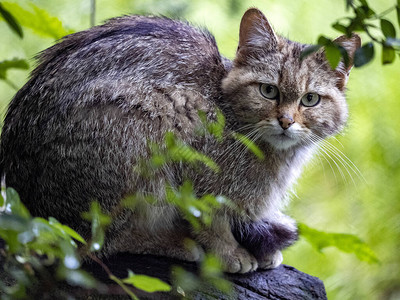 欧洲野猫FelisSSilvestris图片