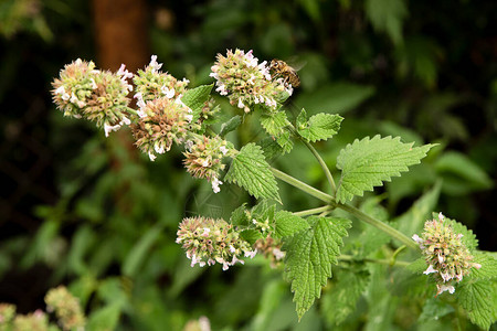 蜜蜂授粉植物夏天自然花图片