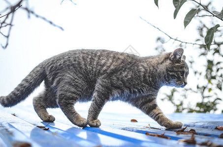 灰斑小猫在多云的天气中图片