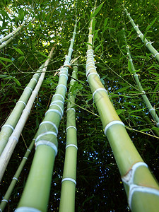 森林里的青竹子图片
