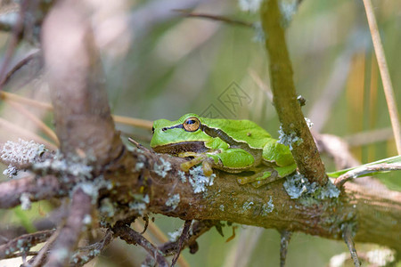 坐在树早午餐上的绿色青蛙的近景图片