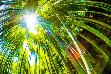 太阳从竹林里偷看图片