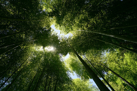 太阳从竹林里偷看图片