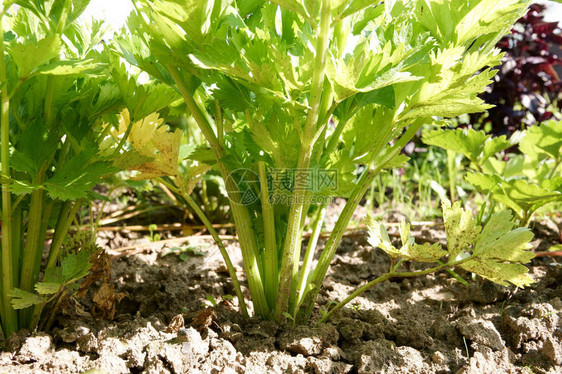 生长在庭院绿色的芹菜图片