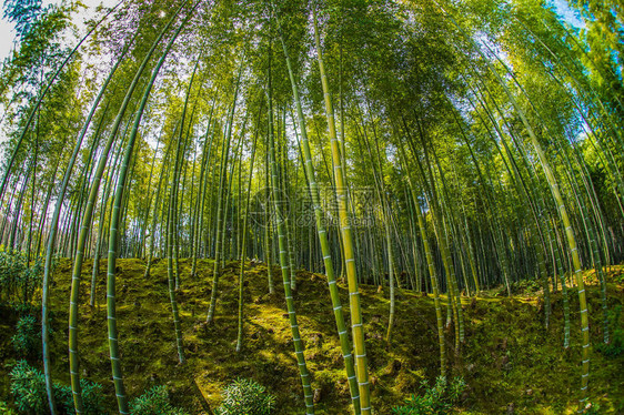 京都岚山竹林图片