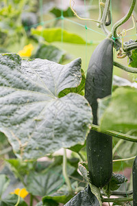 花园黄瓜的生长和开花特写图片